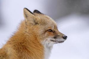 raposa no inverno foto