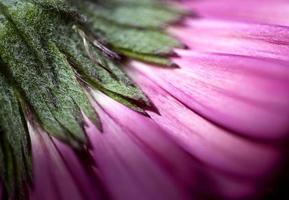 íris de flor rosa foto