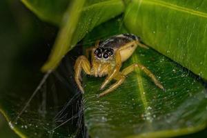 pequena aranha saltadora foto