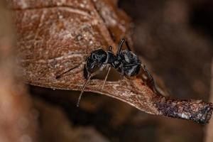 aranha saltadora adulta foto