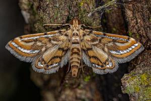 mariposa crambida adulta foto