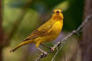 pássaro finch açafrão foto