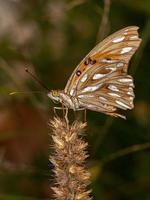 borboleta adulta de pés em escova