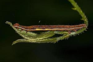 larva de mariposa pequena foto