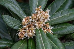 as flores amarelas de nespereira nas folhas de nespereira florescem, e algumas abelhas coletam mel nelas foto