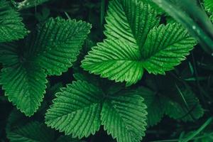 folhas de morango verde como pano de fundo. bela textura de folhas molhadas foto