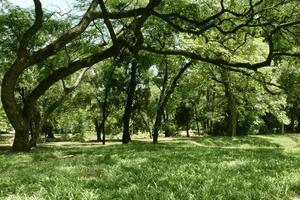 linda grama verde no parque foto