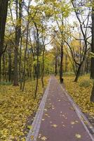nascer do sol na floresta de outono. caminho de caminhada no parque dia de outono foto