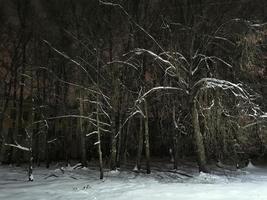 parque de inverno à noite árvores no beco de neve com lanternas foto