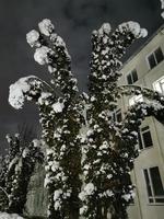 parque de inverno à noite árvores no beco de neve com lanternas foto