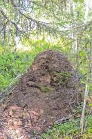 formigueiro enorme e gigantesco na floresta de hemsedal, buskerud, noruega. foto