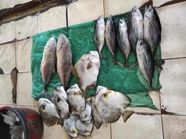vários tipos de peixes marinhos vendidos em mercados tradicionais foto