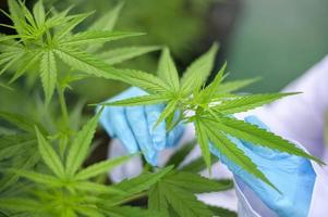 close-up da mão do cientista com folhas de cânhamo na fazenda de cannabis indoor, conceito médico e biológico.