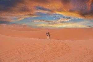 caravana de camelo em pé nas dunas no deserto contra o céu nublado durante o pôr do sol foto