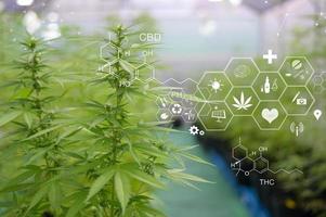 planta de cannabis sativa crescendo em uma fazenda de cânhamo, conceito médico e biológico foto