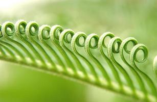 ramo com folhas verdes torcidas, closeup foto