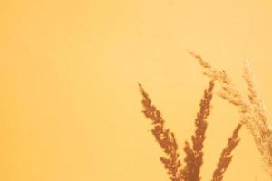 sombras de galhos de plantas secas na parede na cor laranja. fundo de natureza com espaço de cópia foto