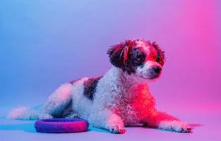 retrato de cachorro fofo de raça misturada à luz de lâmpadas coloridas