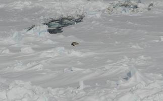 Antártica campos de gelo intermináveis icebergs no mar foto