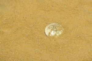uma moeda criptográfica bitcoin na areia dourada brilhante. encontrar e minerar criptomoedas foto