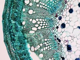 micrografia de haste de algodão foto