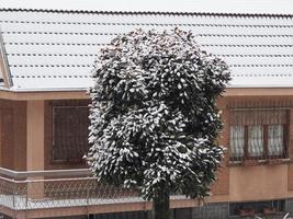 neve em uma árvore foto