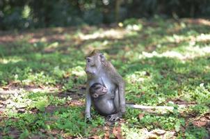 macaco traz seu filho ou bebê enquanto encontra uma comida. fundo de animais da selva foto