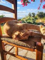 lindo gato ruivo elegante está dormindo em uma madeira em uma manhã ensolarada. foto