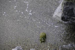 o fruto do abacaxi imerso nas águas salgadas do mar da Ligúria na Itália foto