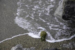 o fruto do abacaxi imerso nas águas salgadas do mar da Ligúria na Itália foto