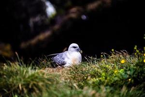 2021 08 16 borgarfiordur eystri gaivota 1 foto