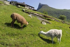 geiranger é uma pequena vila turística na região de sunnmore da noruega. foto