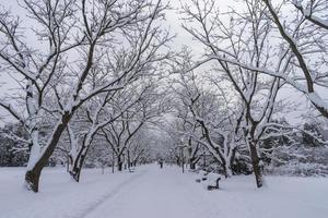 coroas de árvores cobertas de neve no jardim botânico de inverno, minsk foto