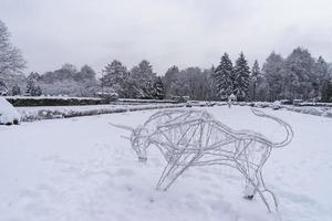 coroas de árvores cobertas de neve no jardim botânico de inverno, minsk foto