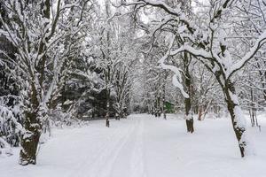 coroas de árvores cobertas de neve no jardim botânico de inverno, minsk foto