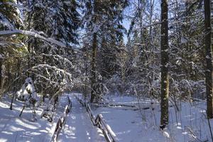 floresta de inverno na bielorrússia, trilha ecológica lagos azuis foto