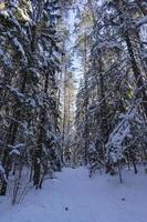 floresta de inverno na bielorrússia, trilha ecológica lagos azuis foto