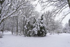 coroas de árvores cobertas de neve no jardim botânico de inverno, minsk foto