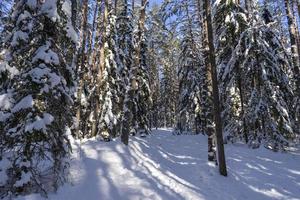 floresta de inverno na bielorrússia, trilha ecológica lagos azuis foto