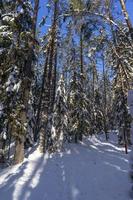 floresta de inverno na bielorrússia, trilha ecológica lagos azuis foto