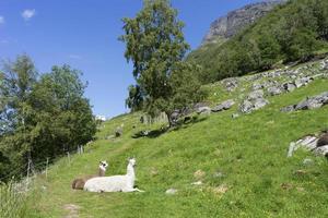 geiranger é uma pequena vila turística na região de sunnmore da noruega. foto