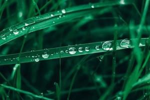 gotas de orvalho na imagem de close-up de grama verde. grama fresca com gotas de orvalho