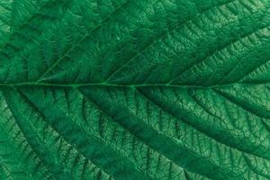 textura da imagem de close-up de folha verde. fundo natural, fibras de folhas foto