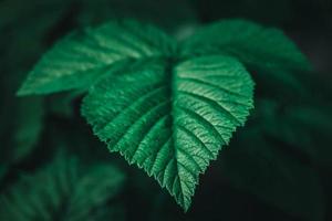 imagem de close-up de folha de framboesa verde. cópia, espaço vazio para texto. foto