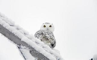 coruja de neve de geada de inverno foto