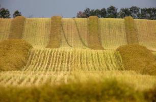 colheita de canola foto