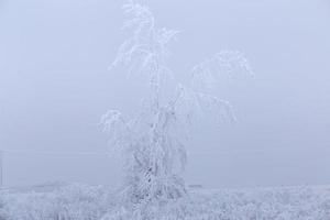 geada de inverno saskatchewan foto