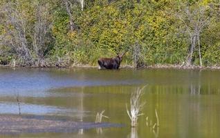 alce da pradaria saskatchewan foto