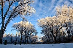 geada de inverno saskatchewan foto