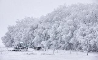 geada de inverno saskatchewan foto